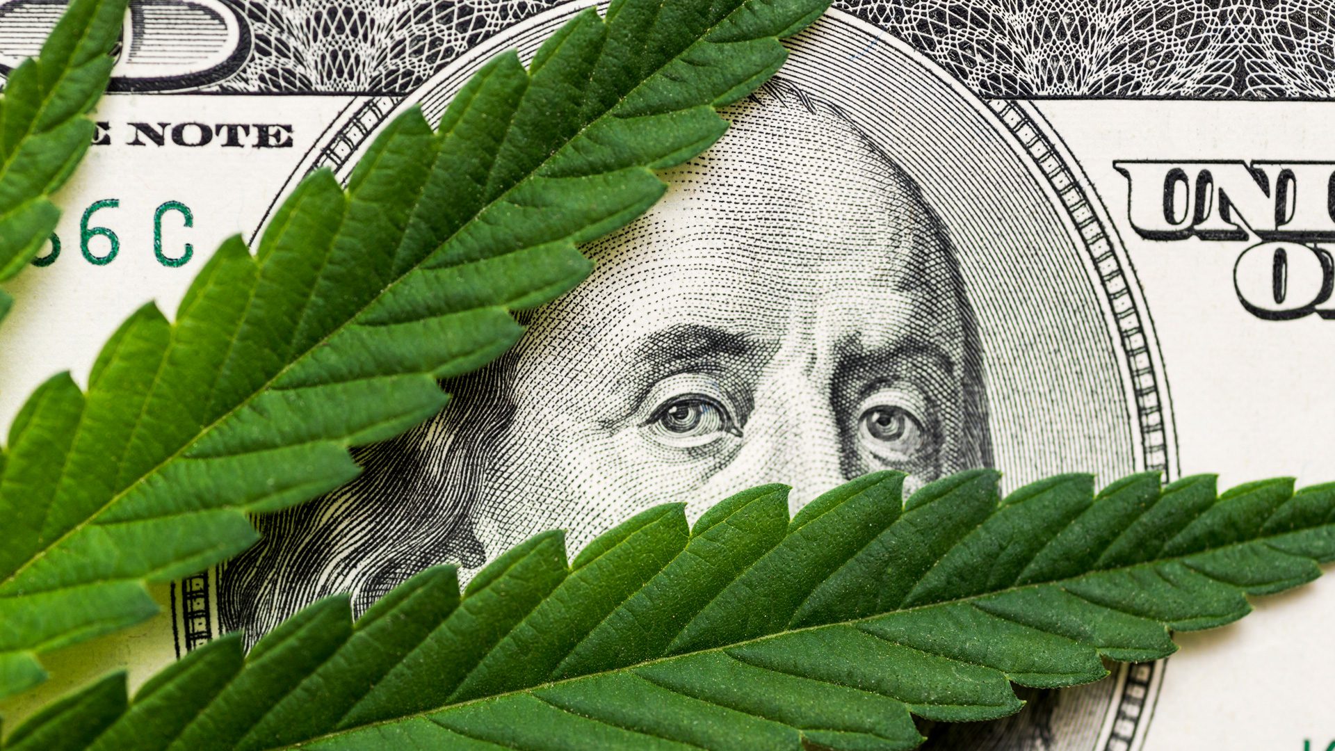 Hundred dollar bill with marijuana leaves on top